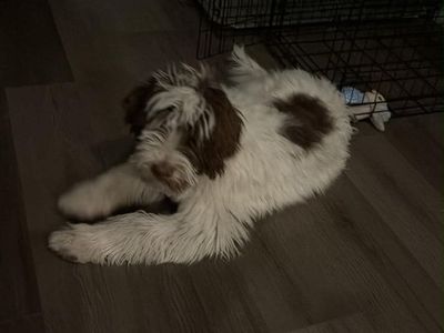 Male Bernedoodle