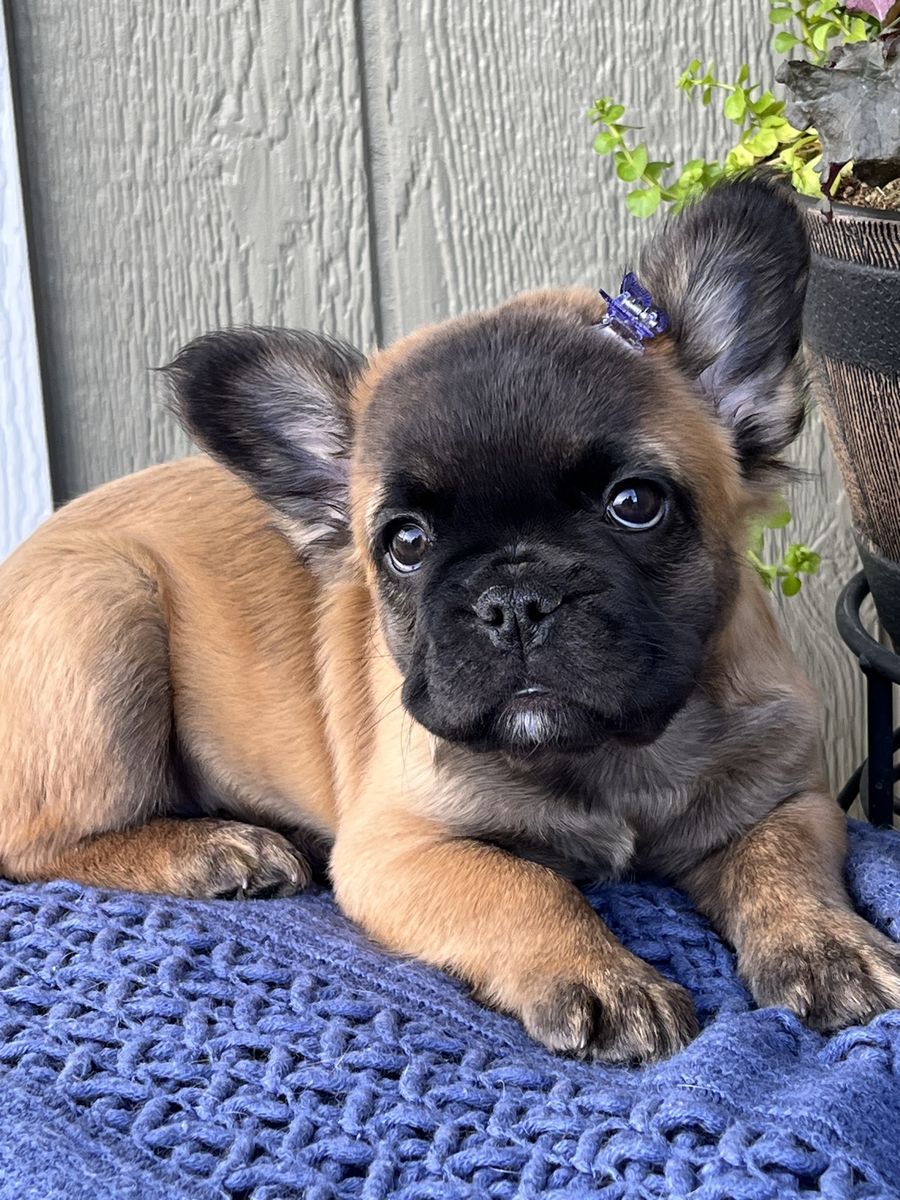 AKC French Bulldog
