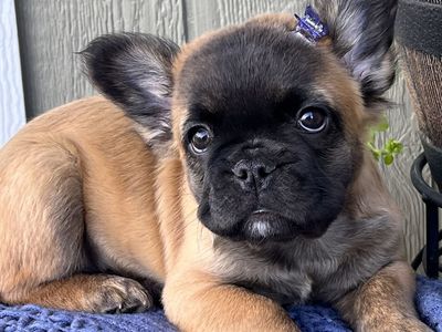 AKC French Bulldog