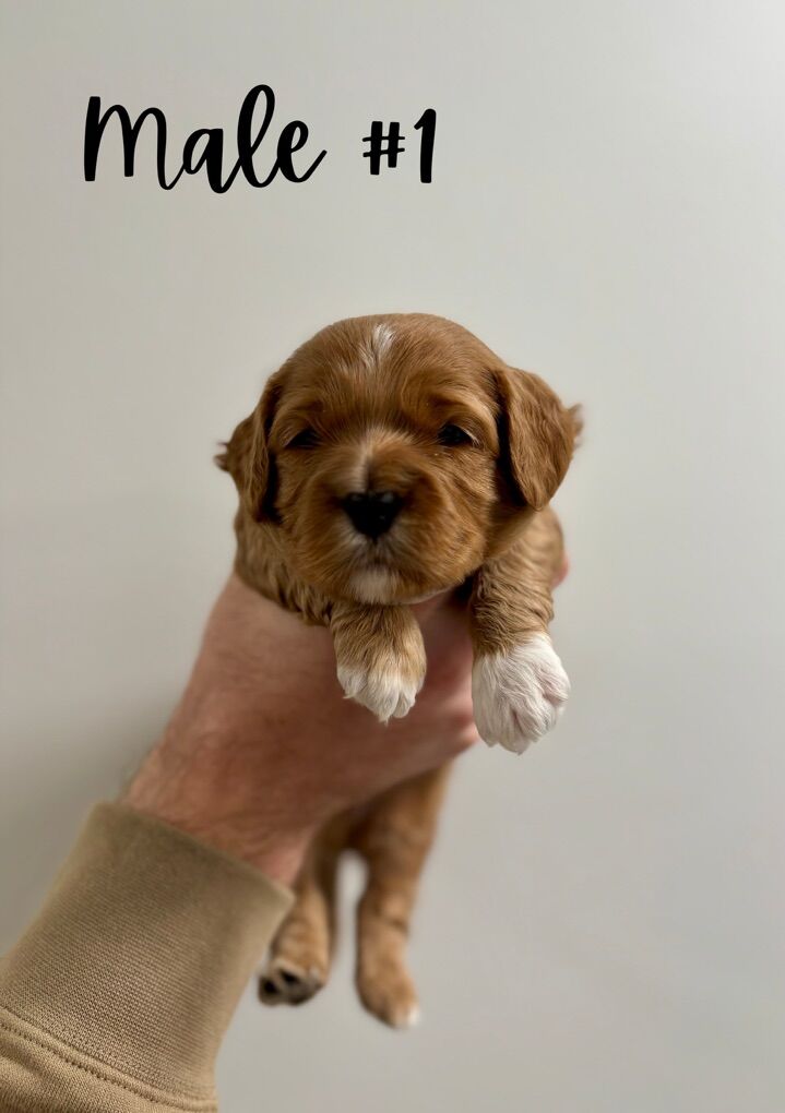 Cavapoo Puppies