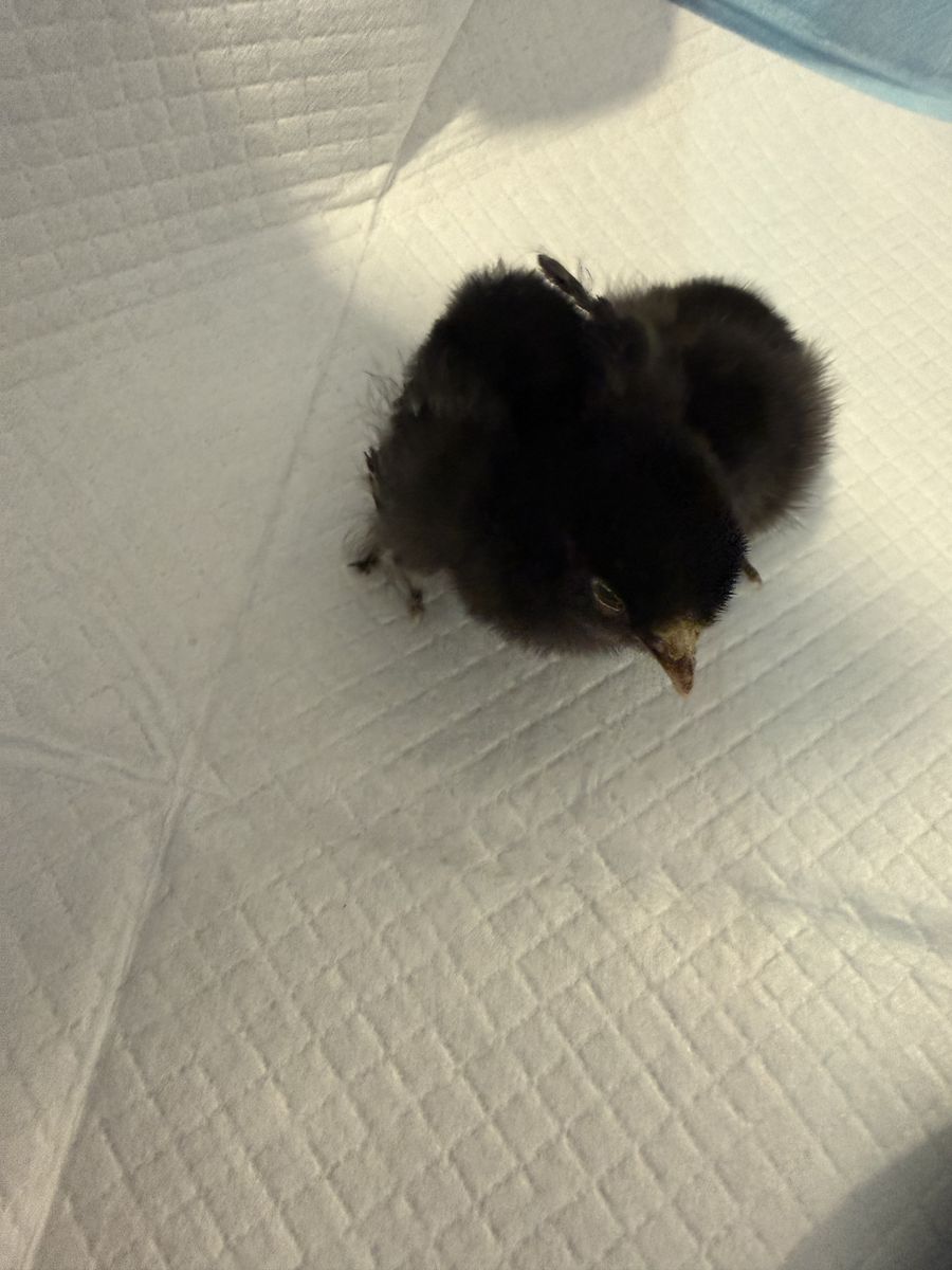 Baby chicks