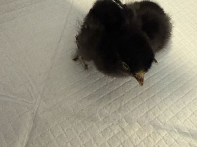 Baby chicks