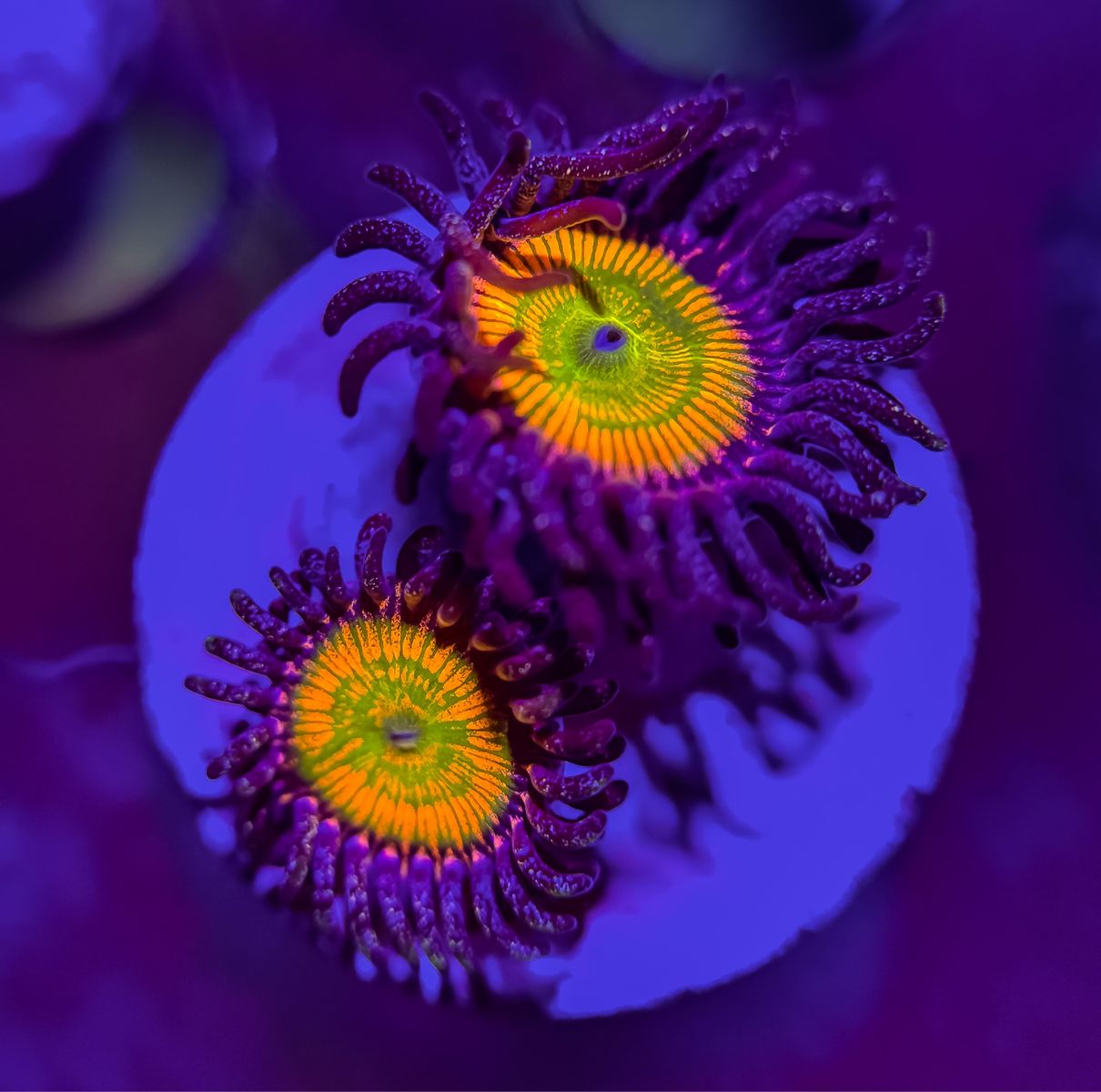 Frags