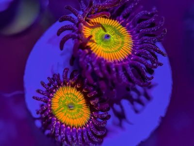 Frags
