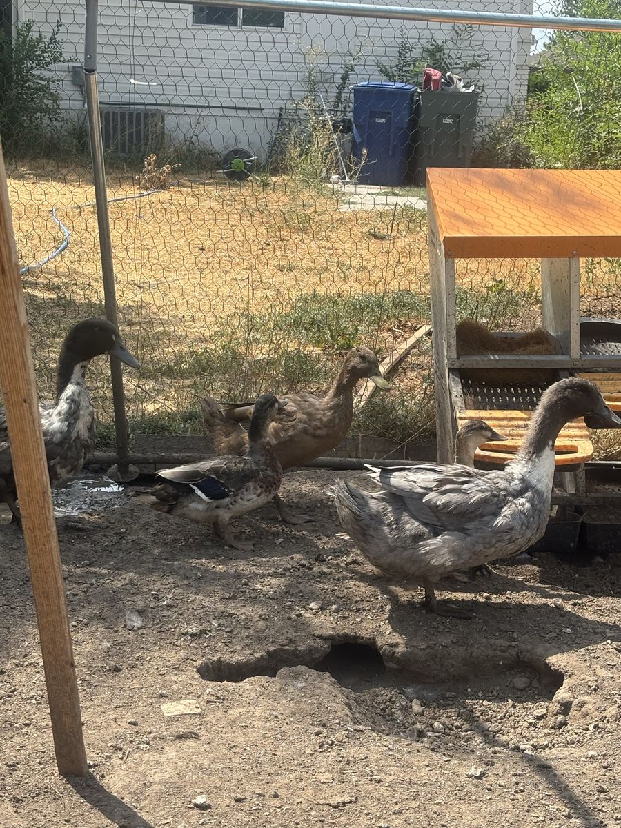 Ducks for sale