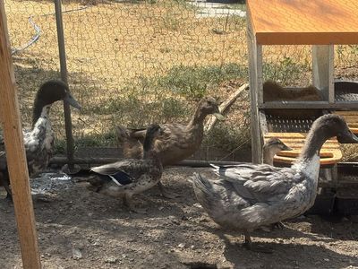 Ducks for sale