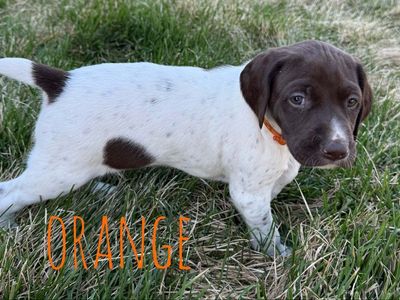 AKC German Shorthaired Pointer.