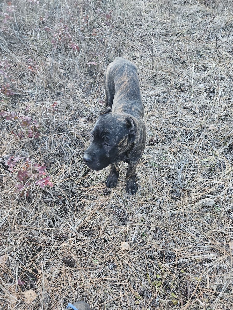 Cane corso