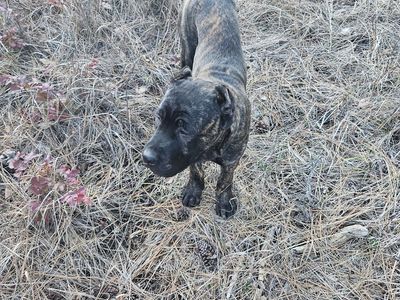 Cane corso