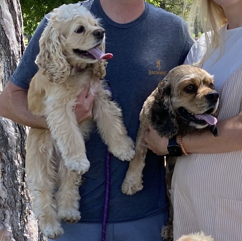 AKC COCKER SPANIEL PUPPIES