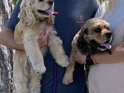 AKC COCKER SPANIEL PUPPIES