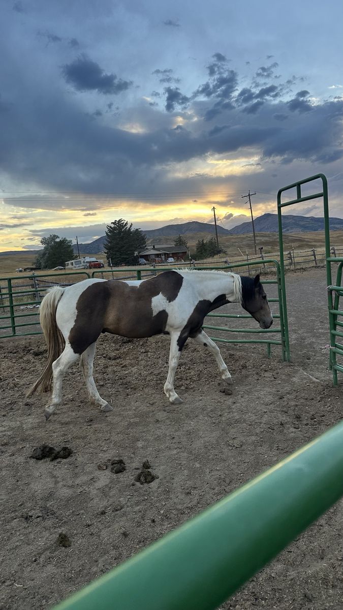 7yo  mustang bucking horse/pasture pet