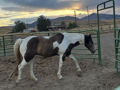 7yo mustang bucking horse/pasture pet