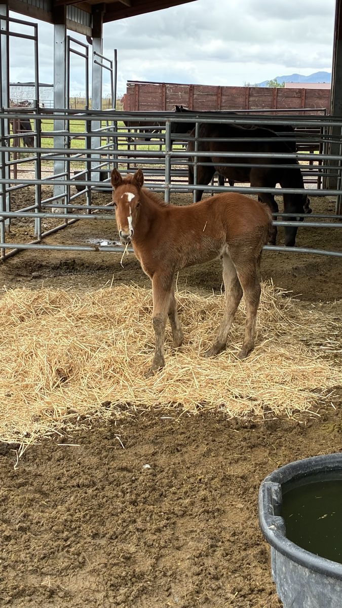 AQHA Sorrel Filly