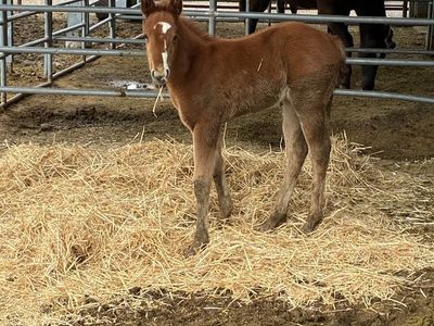 AQHA Sorrel Filly