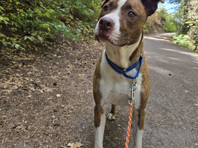 Hello my name is Dino