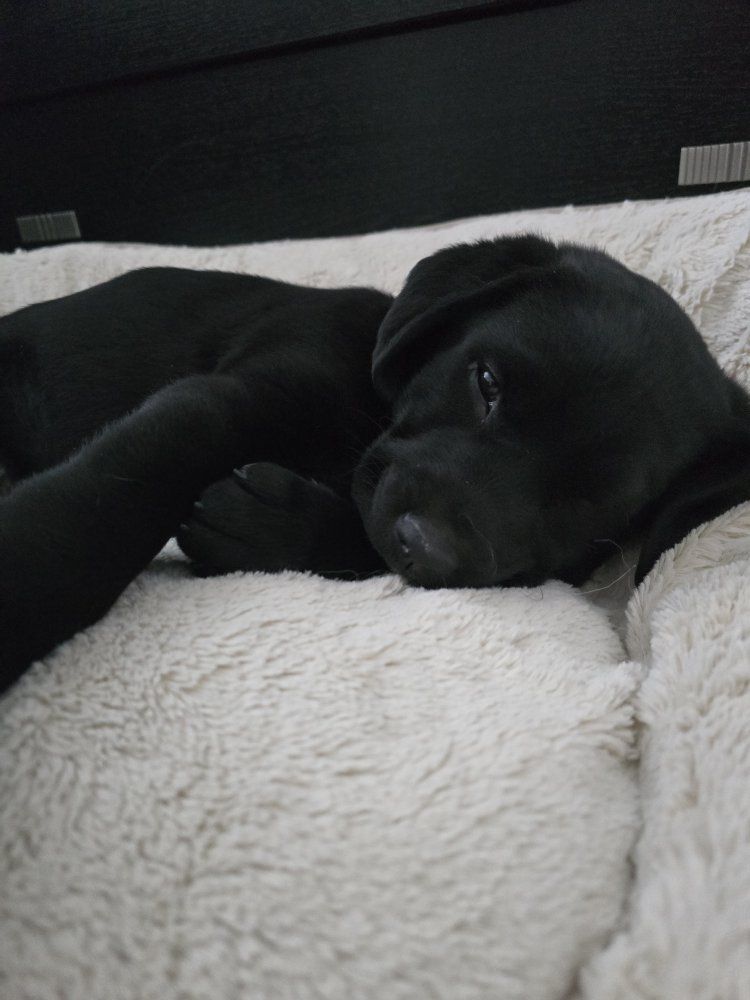 puppy