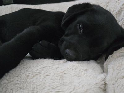 puppy