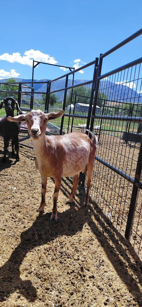 Mini Nubian Yearling Doe