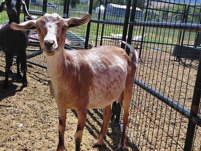 Mini Nubian Yearling Doe