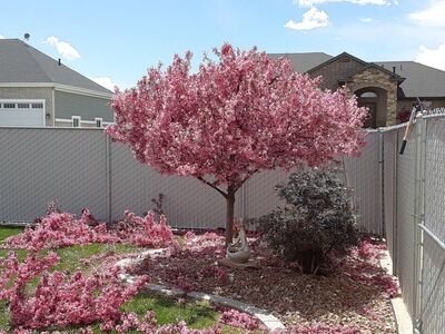 "YOUR TREES ARE MY CANVAS" *TREE TRIMMING*Odd Jobs