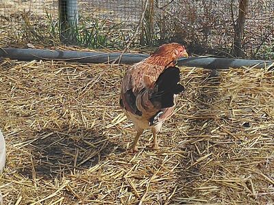 A159804 Penny is Available for Adoption!