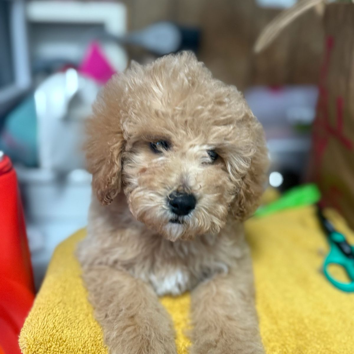 Miniture Golden Doodles