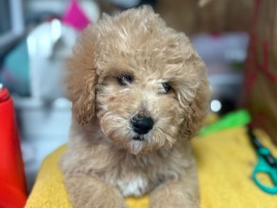 Miniture Golden Doodles