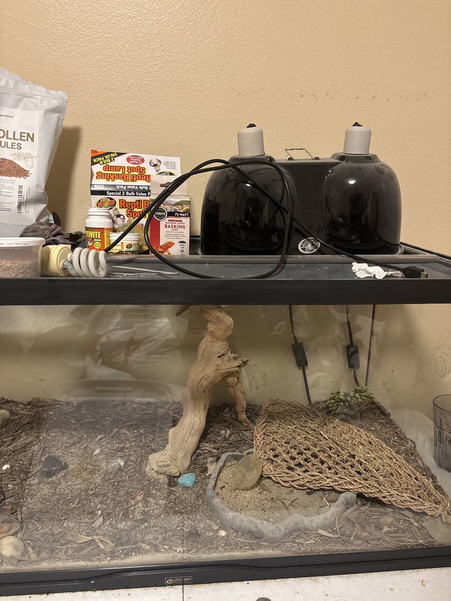 bearded dragon