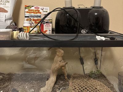 bearded dragon
