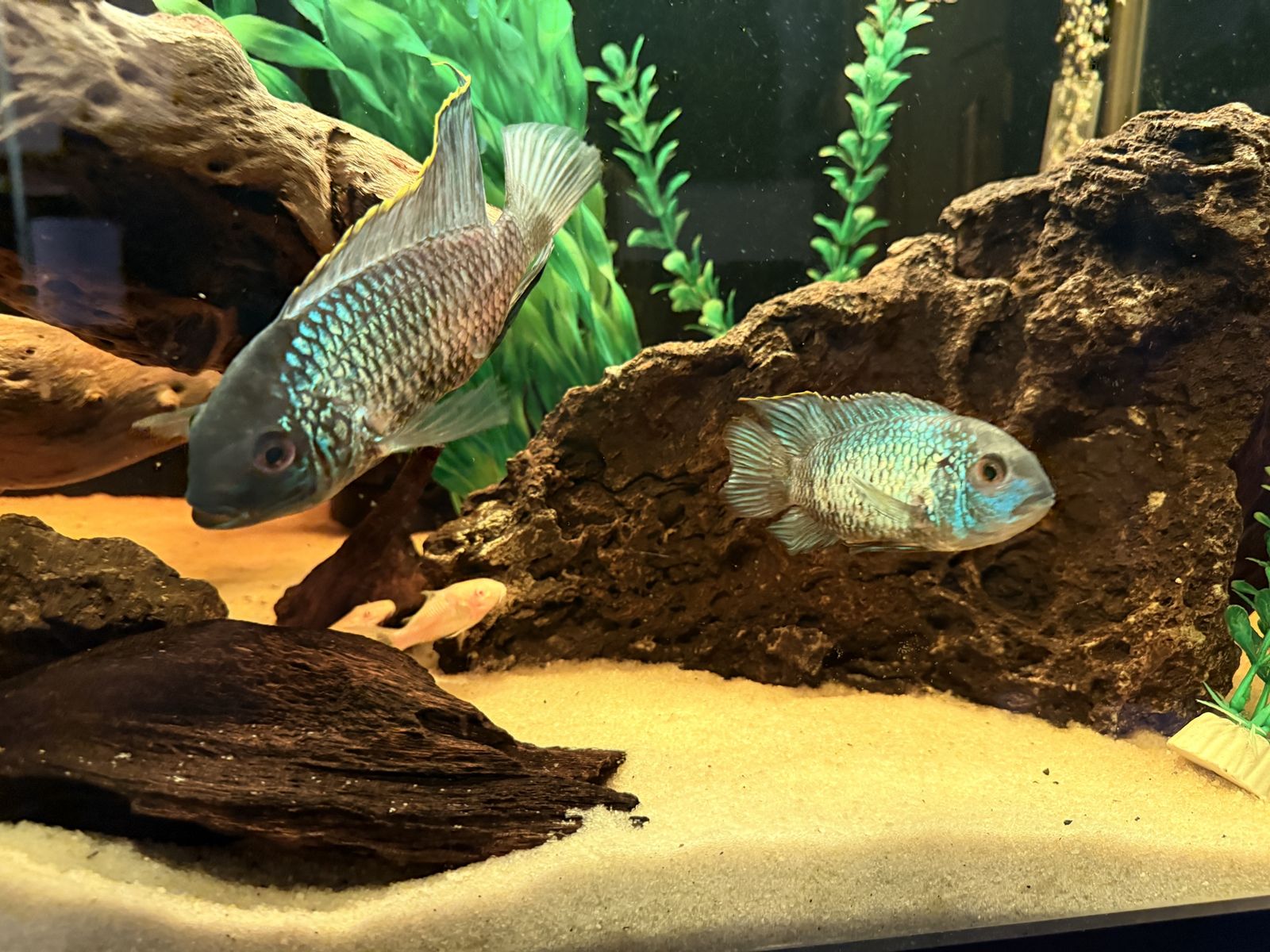 Electric Blue Acara Freshwater Cichlid breeding Pair