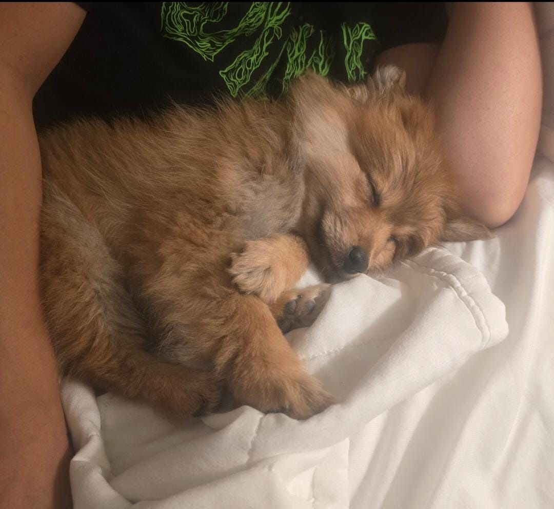 4-Month-Old Purebred Pomeranian Puppy - Healthy, Playful & Affectionate Boy