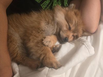 4-Month-Old Purebred Pomeranian Puppy - Healthy, Playful & Affectionate Boy