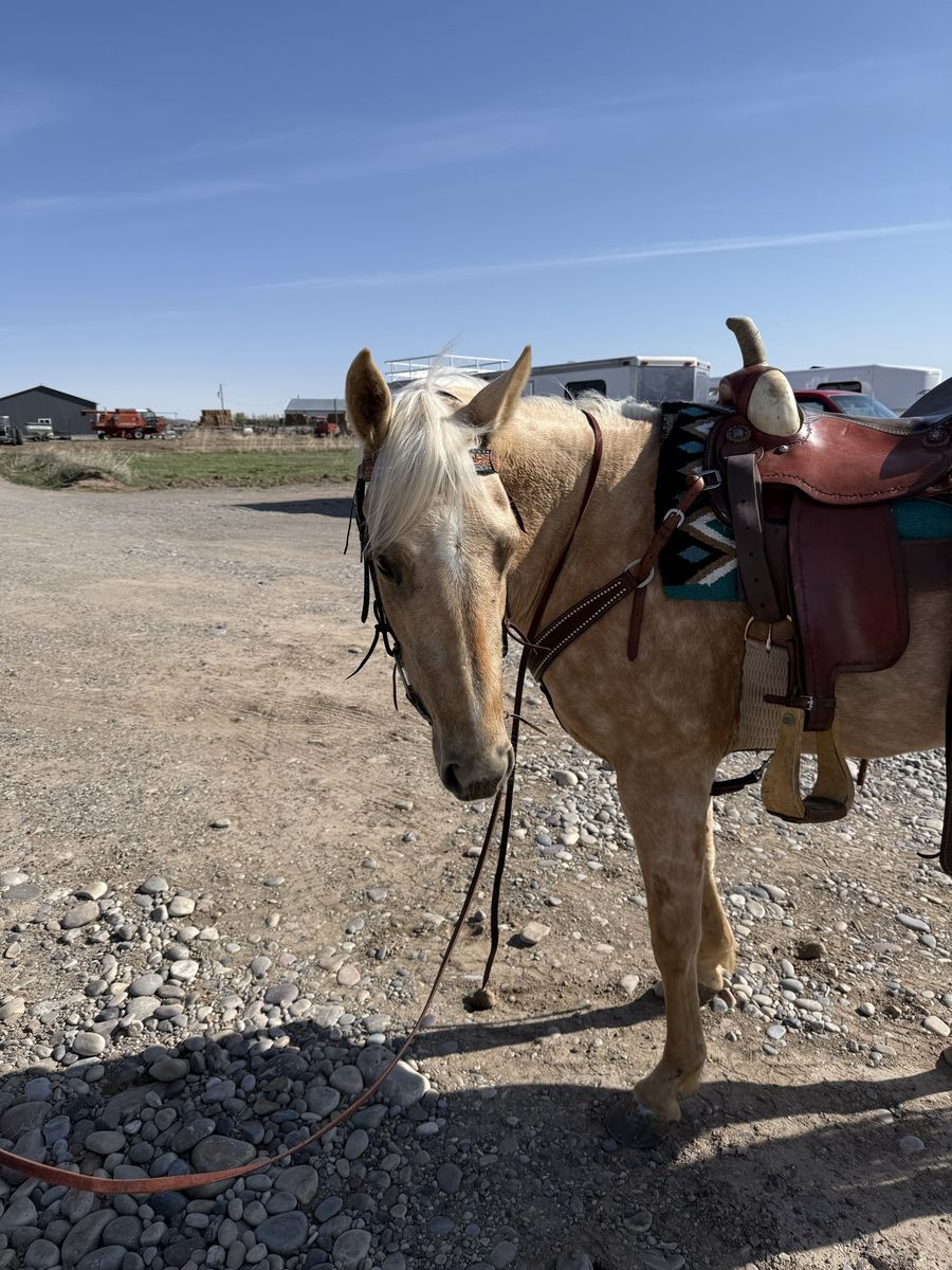 4 year Old Pretty Palomino