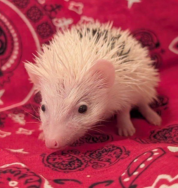 Baby Female Hedgehog - Opal