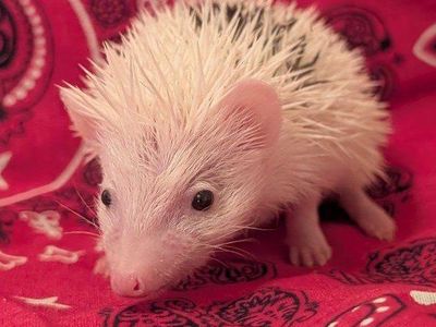 Baby Female Hedgehog - Opal