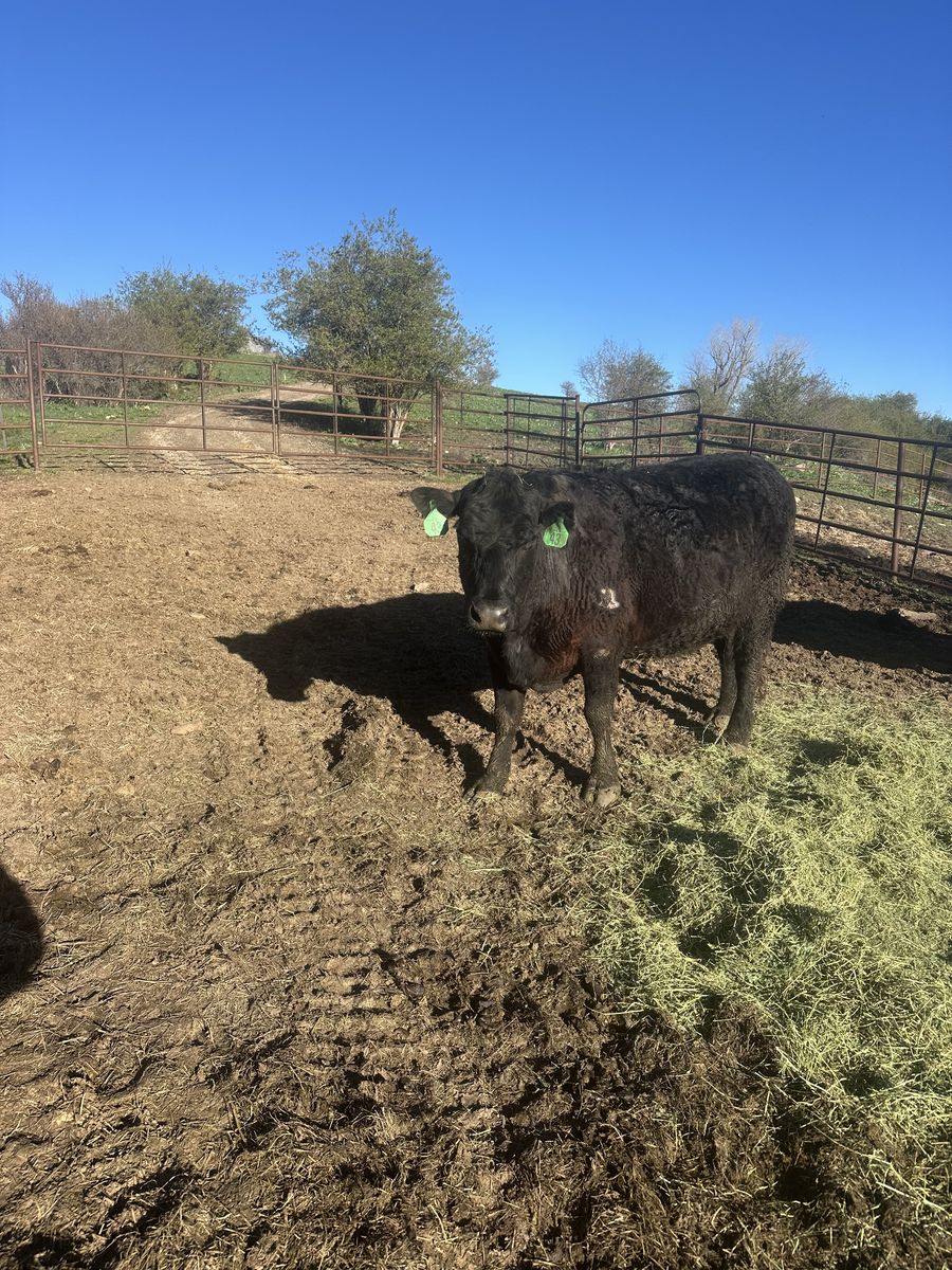 Bred black angus
