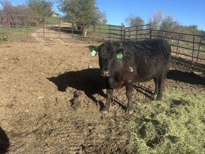 Bred black angus