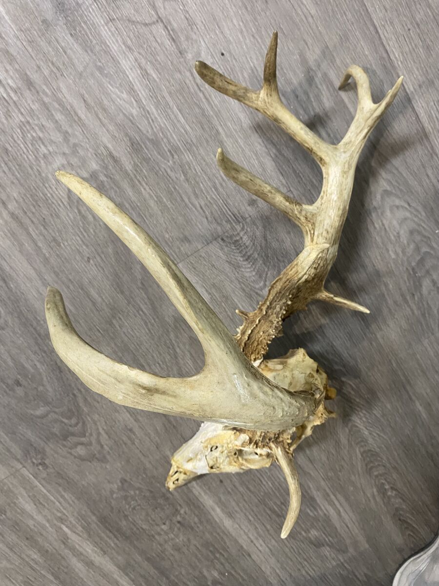 13 Point Non Typical Wild Whitetail Skull
