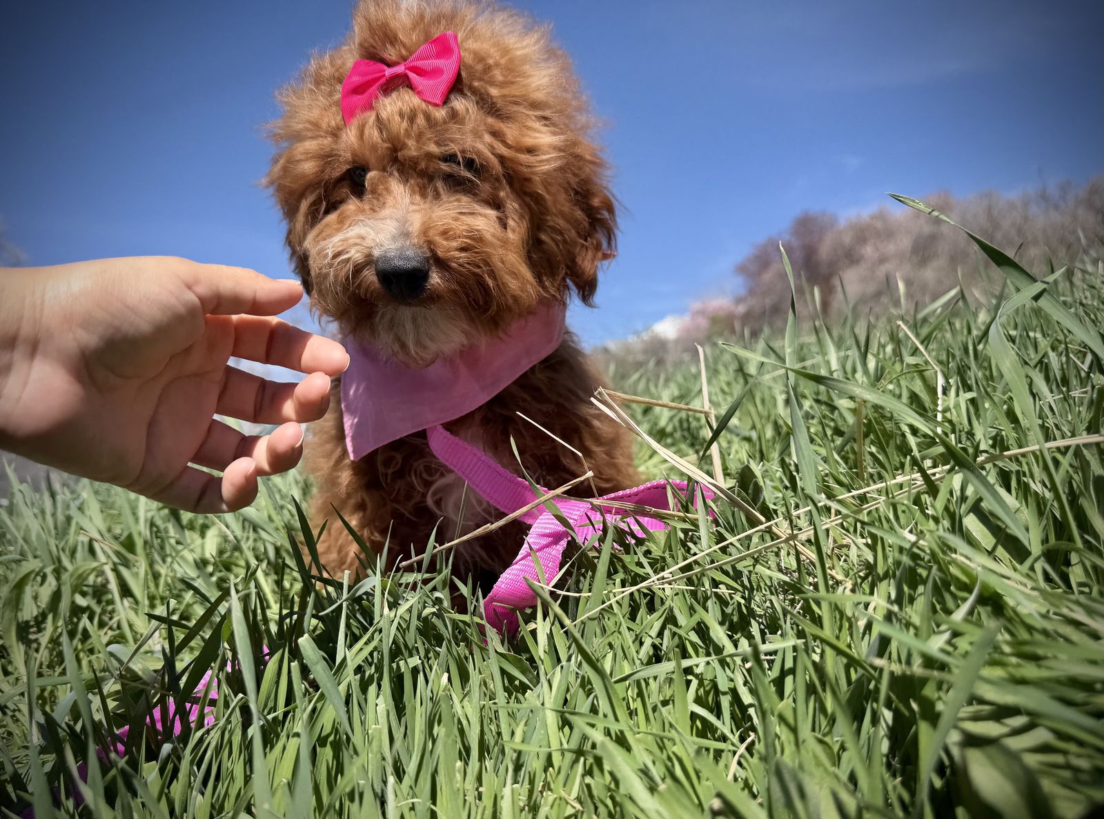 AKC Mini Poodle girl