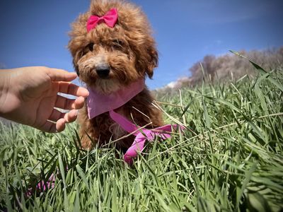 AKC Mini Poodle girl