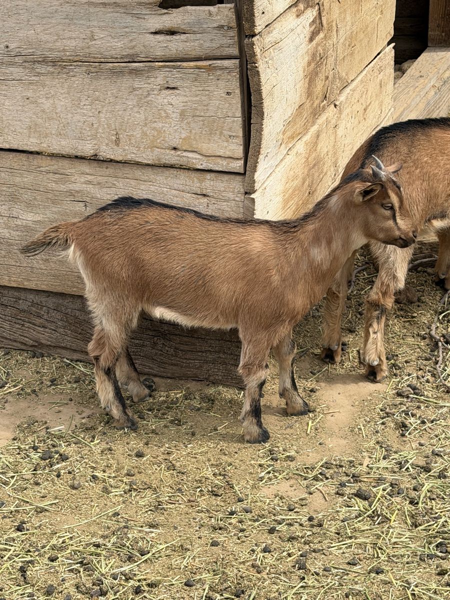 Baby goats