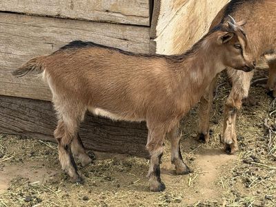 Baby goats