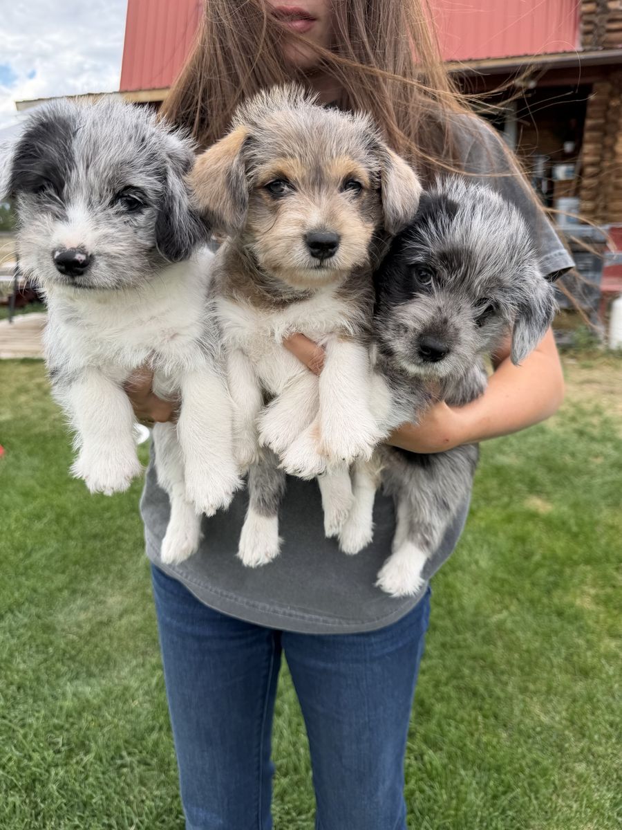Schnorgi puppies 