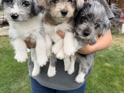 Schnorgi puppies