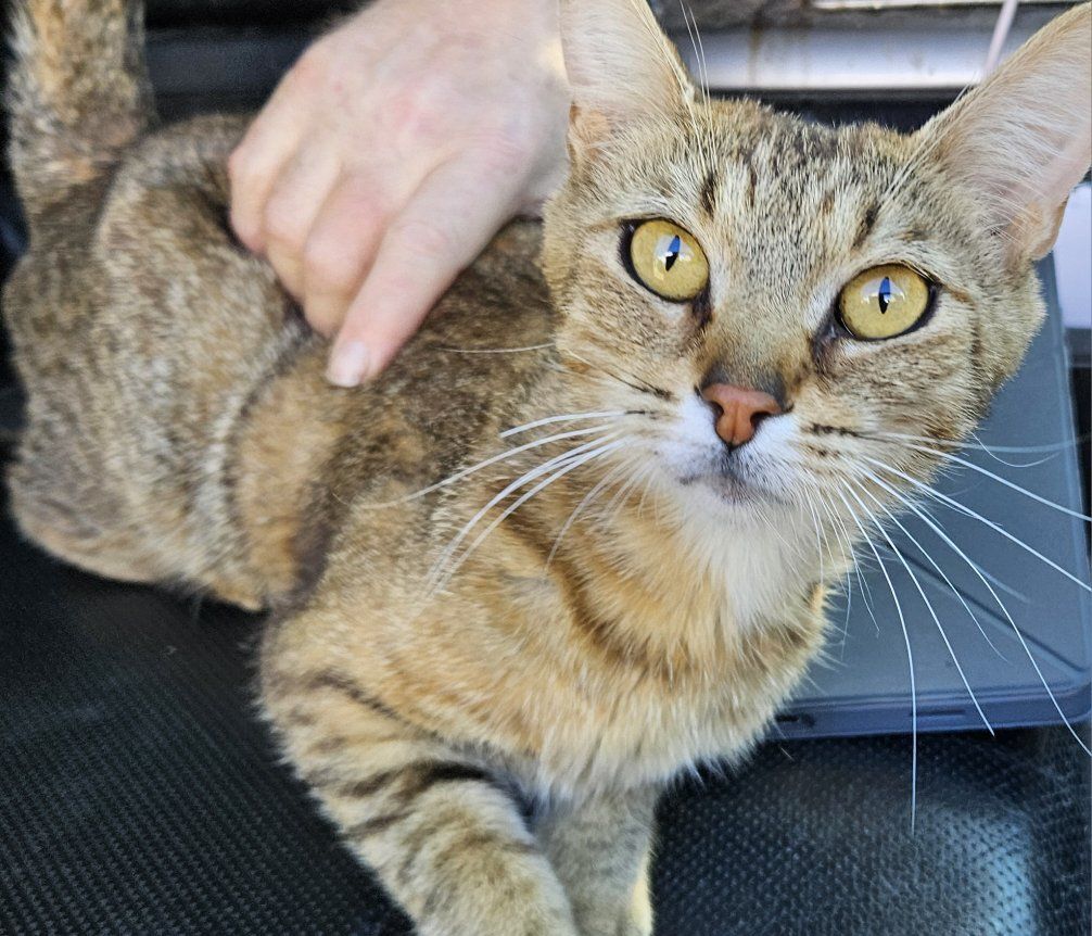 Domestic Shorthair Cats - Multiple Available for Adoption