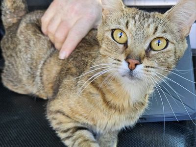 Domestic Shorthair Cats - Multiple Available for Adoption