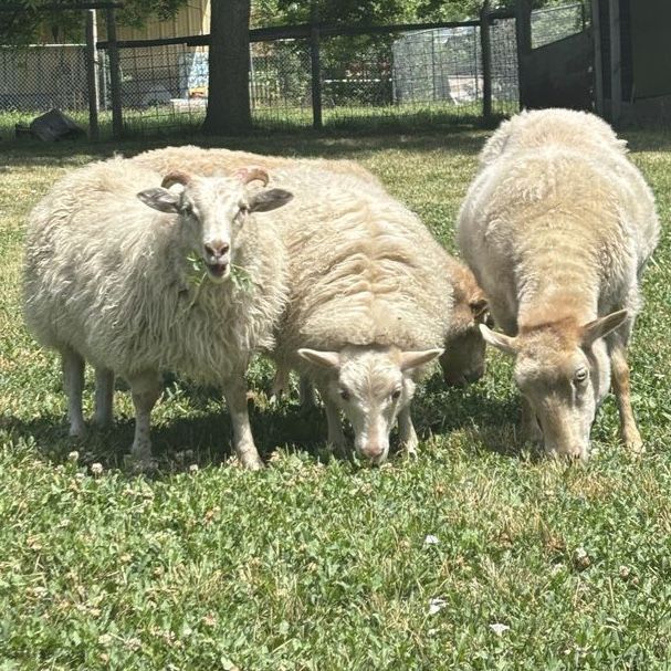 Icelandic Lambs