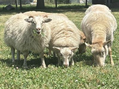 Icelandic Lambs