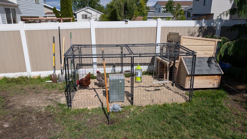 Backyard Chicken Setup + 4 laying hens
